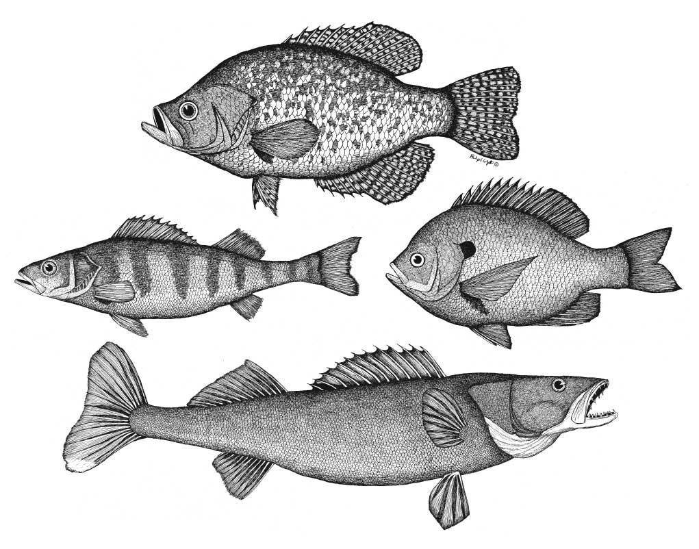 4 Fishies by Philip Colpitts