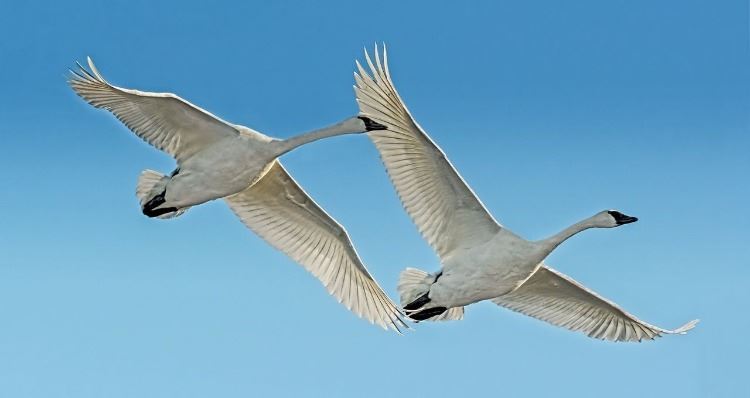 Swans in flight