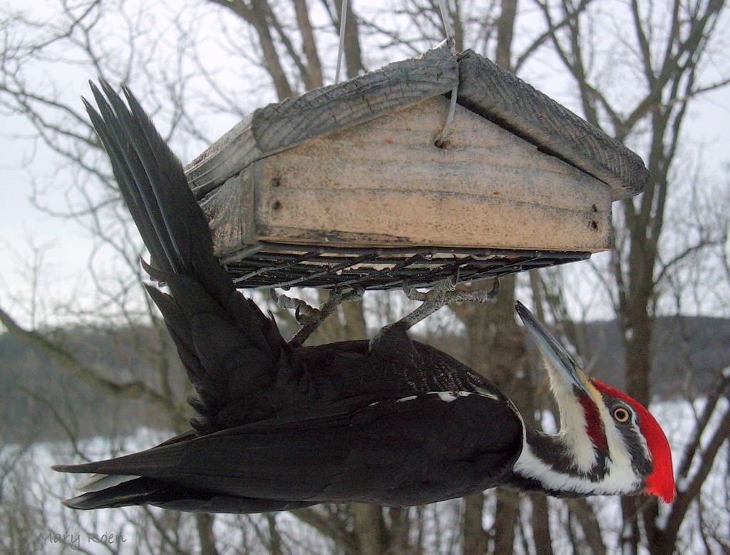 Pileated Wooodpecker photo by Mary Roen