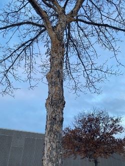EAB Ash tree