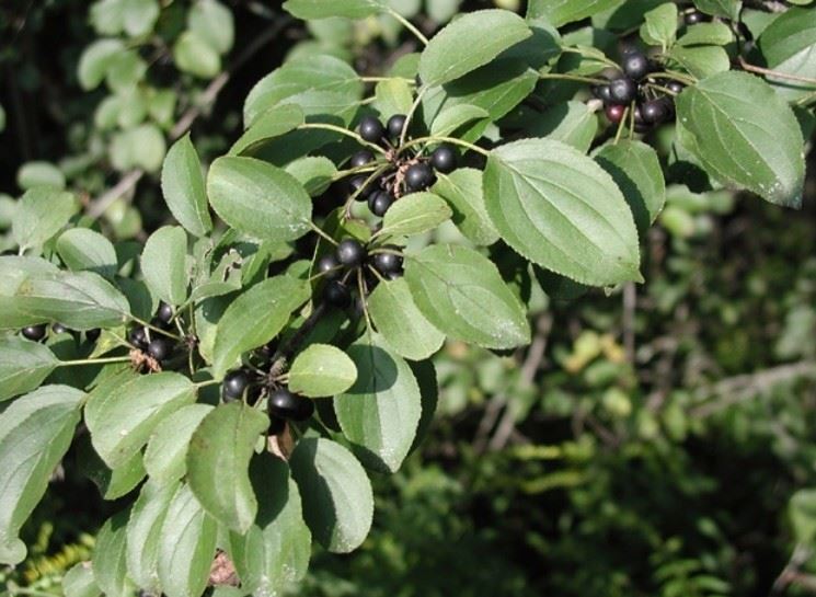 Photo of invasive Buckthorn