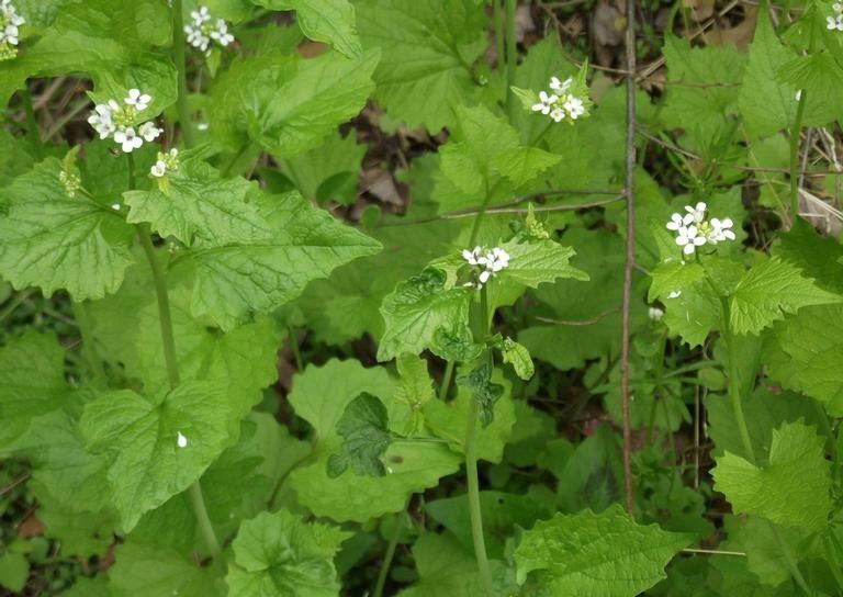 Photo of Invasive Garlic Mustard