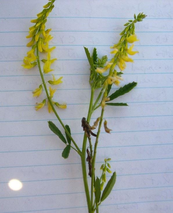 Photo of Invasive Sweet Clover