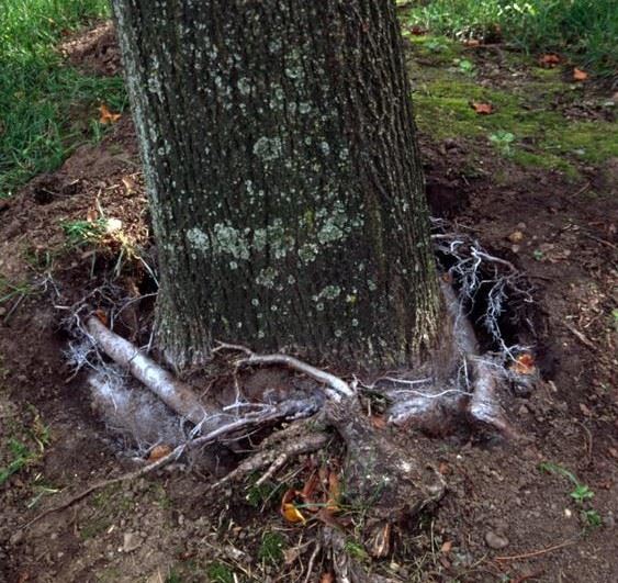 Photo of tree impacted by Girdling Roots