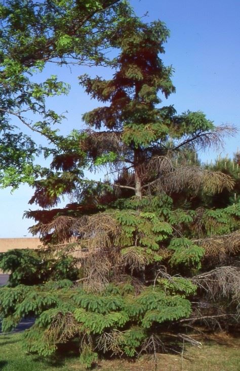 Photo of tree with Cytospora Canker