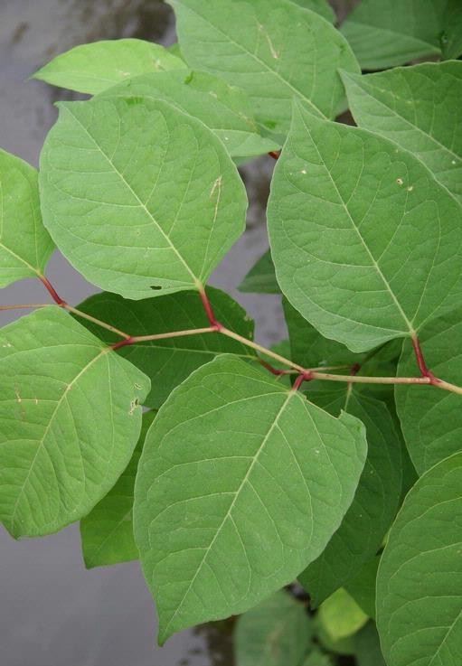 Photo of Invasive Japanese Knotweed
